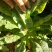 云南省莴笋苗，专业供基地，苗场直供，成活率高质量保证