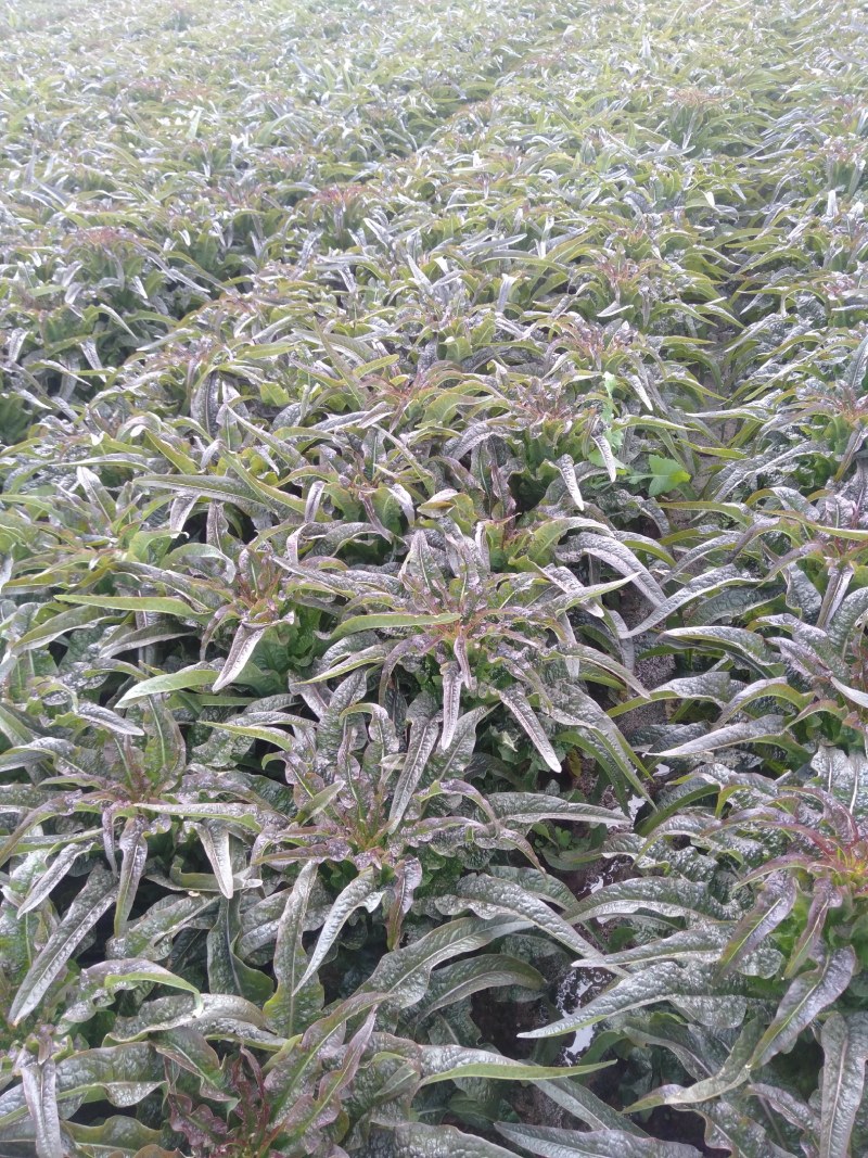 云南省莴笋苗，专业供基地，苗场直供，成活率高质量保证