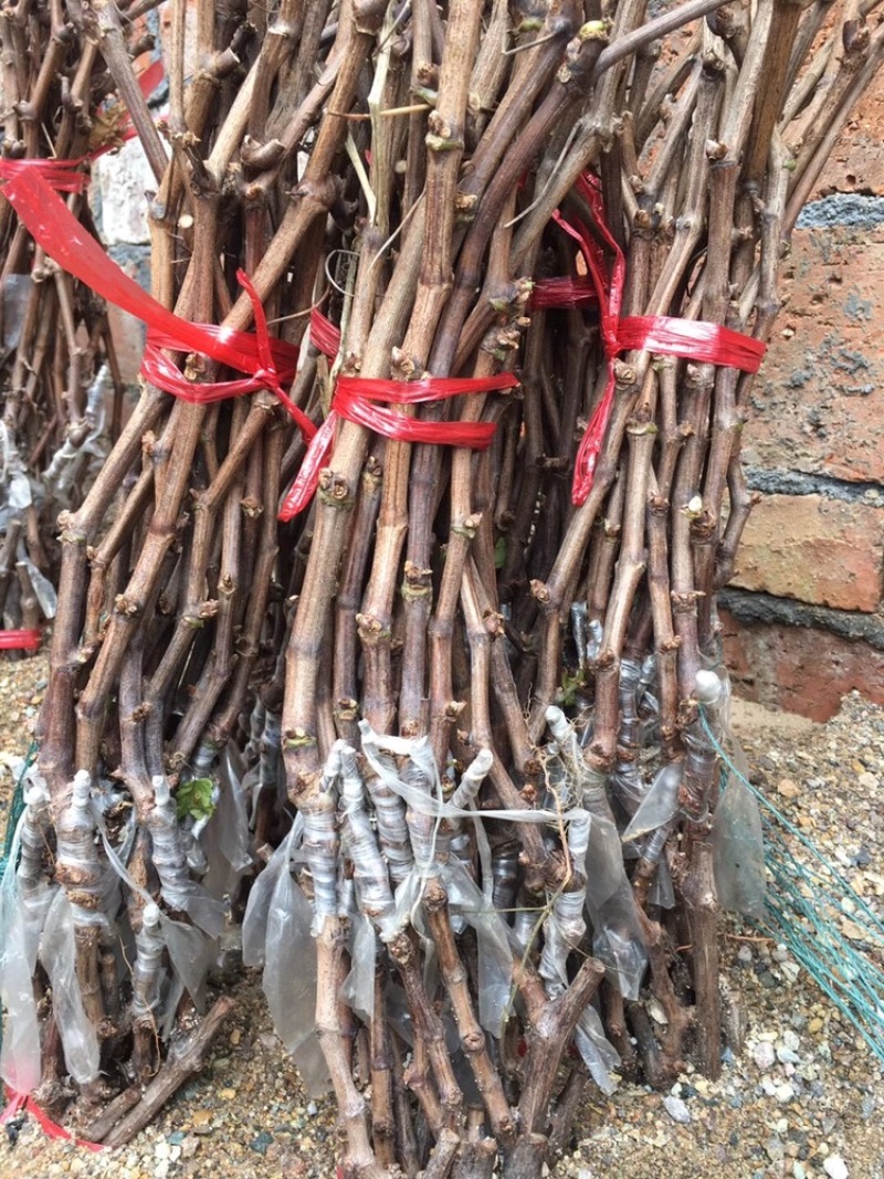 红提葡萄苗果粒大产量高品种纯浙江金华葡萄苗