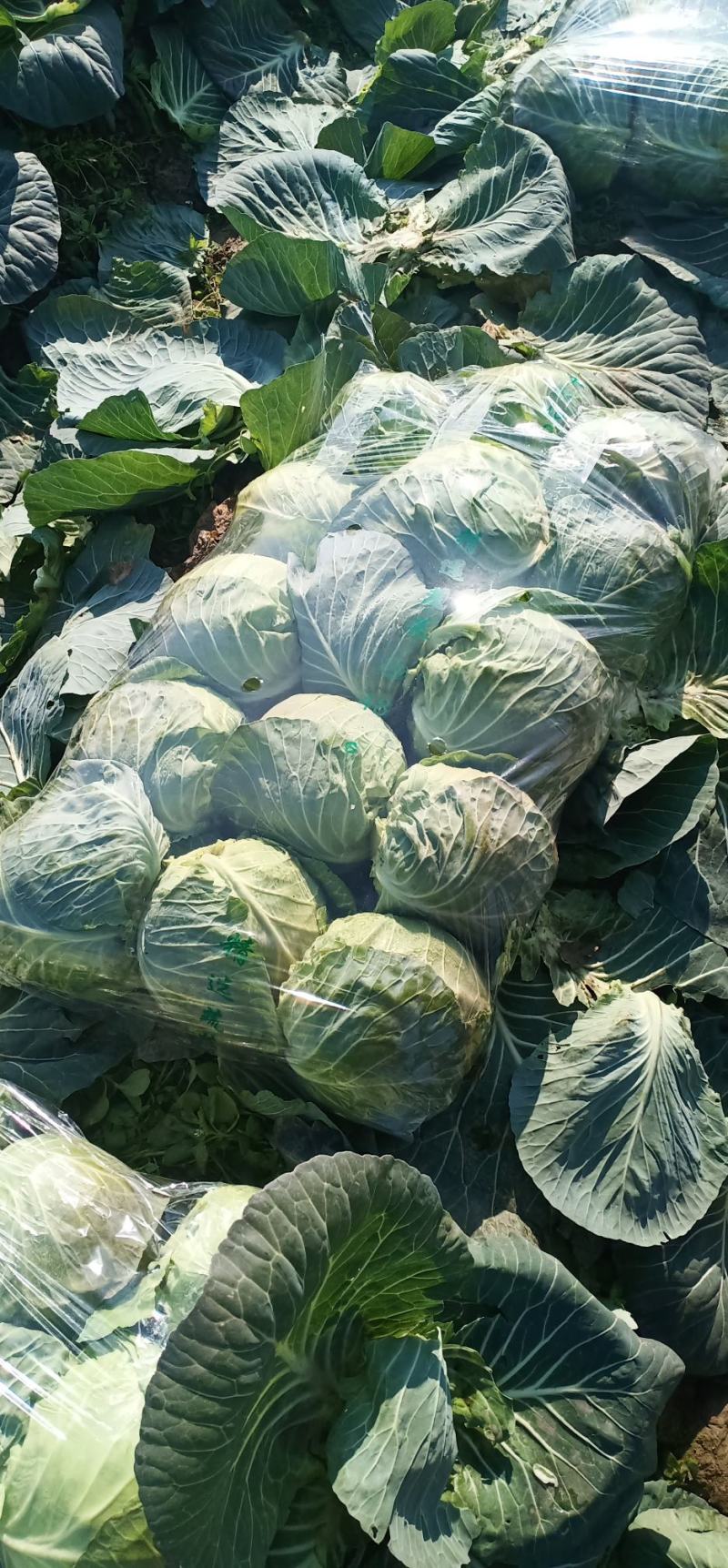 河南新野甘蓝包菜货量充足，个头匀实，质优价廉可视频看货