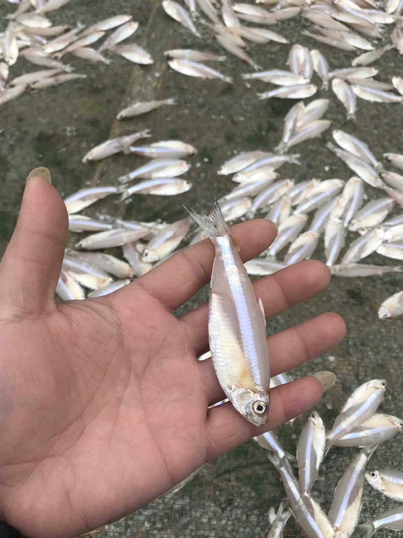 白肚鱼，又名白青伦，有生晒，油炸干货，冰鲜，大批量有货