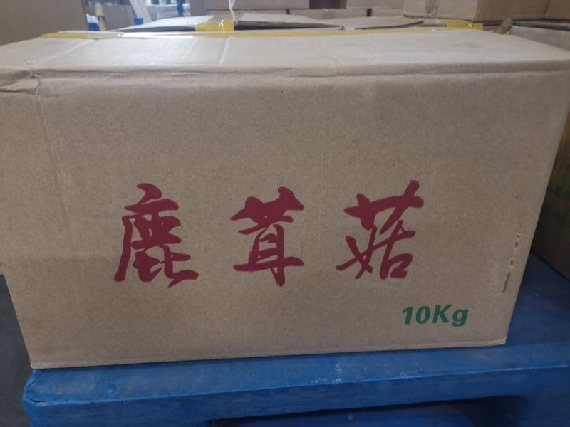 精选丹阳鹿茸菇鲜干品厂家现货直发量大从优