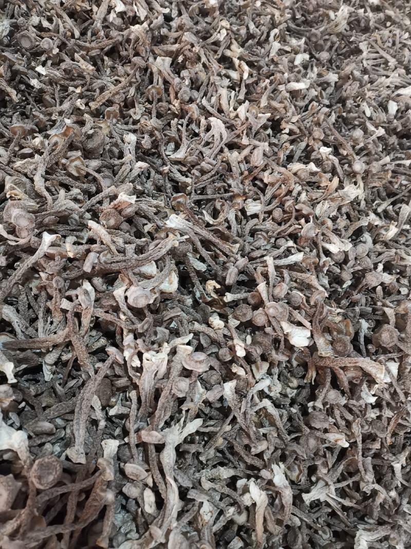 【牛商推荐】丹阳鹿茸菇干货产地直发保质保量量大从优