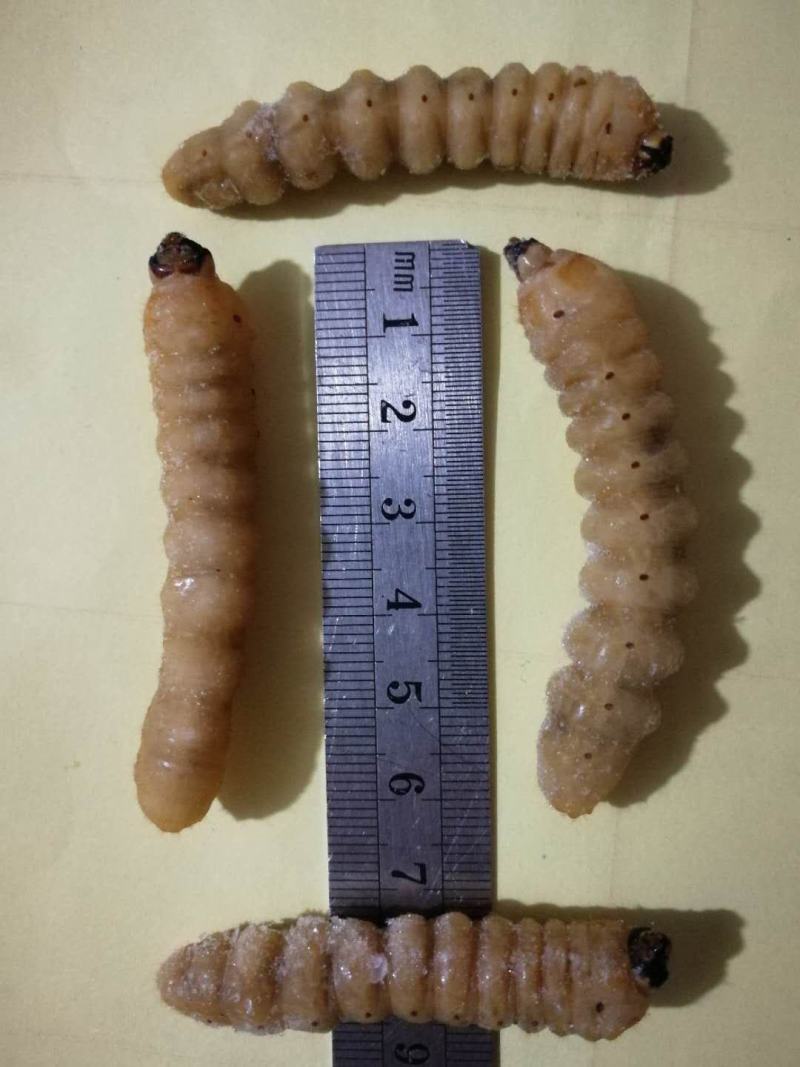 柴虫木虫哈虫干冻货活体速冻食用6公分产地直供