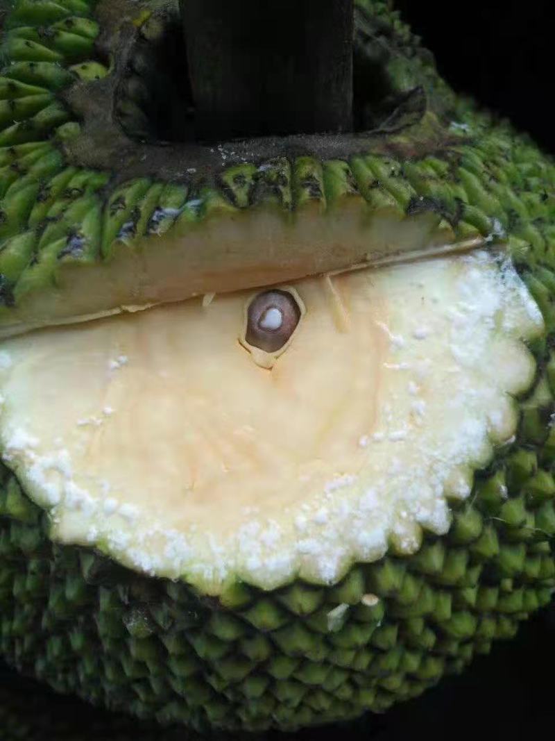 越南前江正宗红肉菠萝蜜