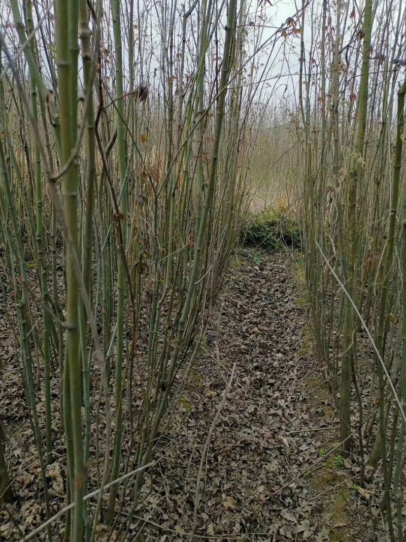 供应青枫小苗，1-15公分青枫，5公分青枫，8公分青枫，