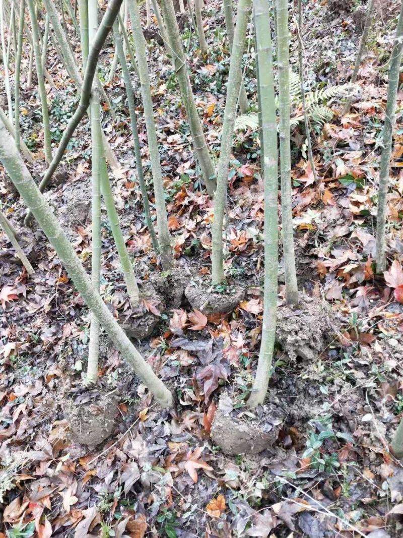 供应青枫小苗，1-15公分青枫，5公分青枫，8公分青枫，