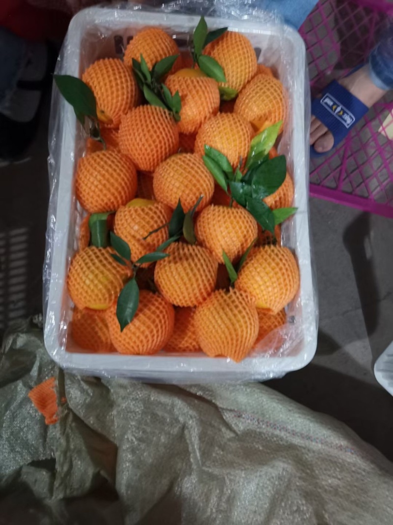 橙子二级果高次果大量供应/长虹/元红/血橙/一手货源
