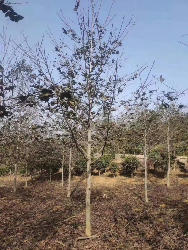 大量供应一年枫香小苗，1公分枫香，2公分枫香，3-15公