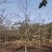 大量供应一年枫香小苗，1公分枫香，2公分枫香，3-15公