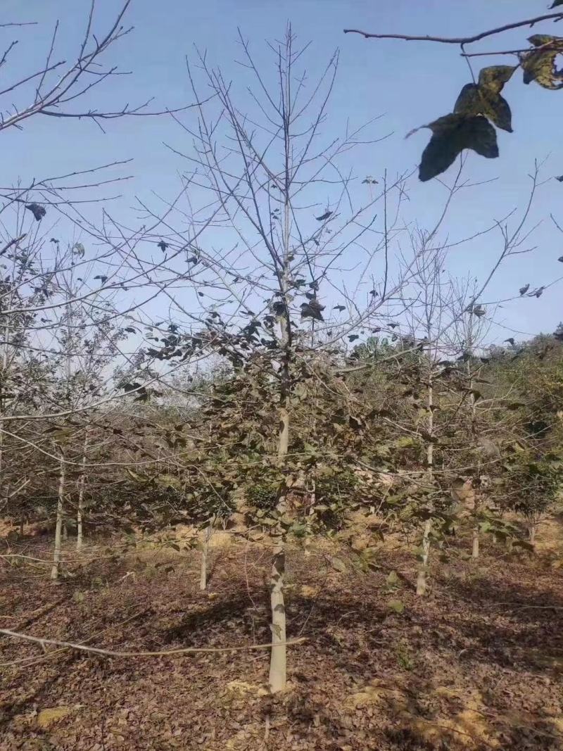 大量供应一年枫香小苗，1公分枫香，2公分枫香，3-15公