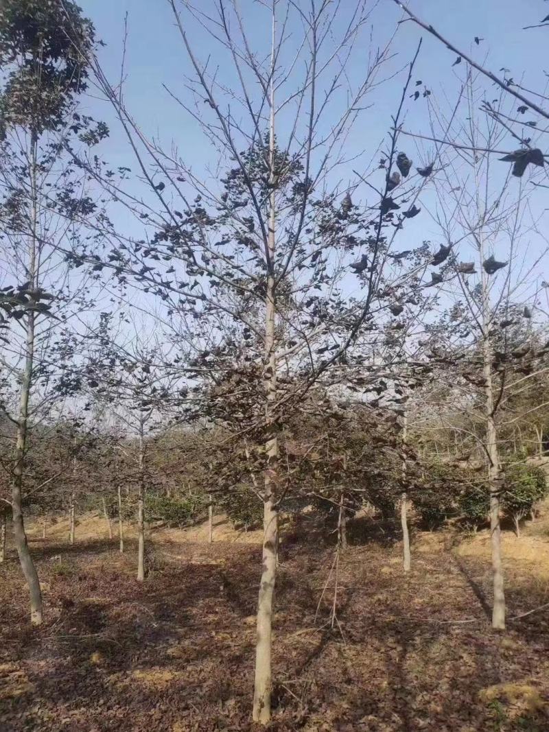 大量供应一年枫香小苗，1公分枫香，2公分枫香，3-15公