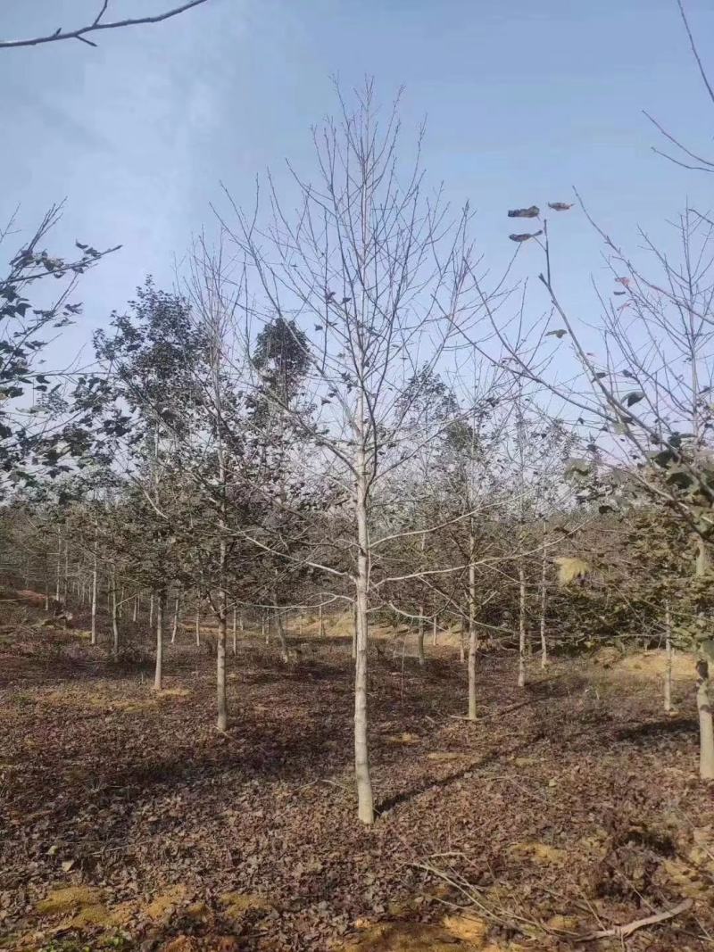 大量供应一年枫香小苗，1公分枫香，2公分枫香，3-15公