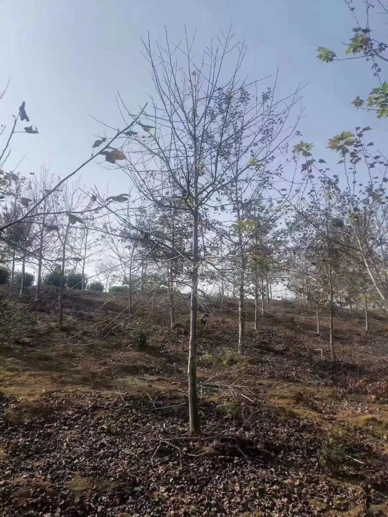 大量供应一年枫香小苗，1公分枫香，2公分枫香，3-15公