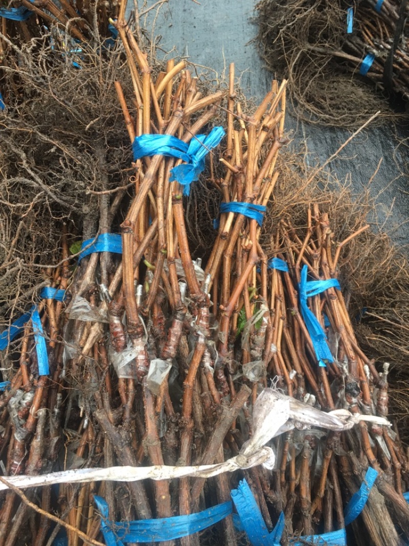 阳光玫瑰葡萄苗5bb金华葡萄苗5BB阳光玫瑰