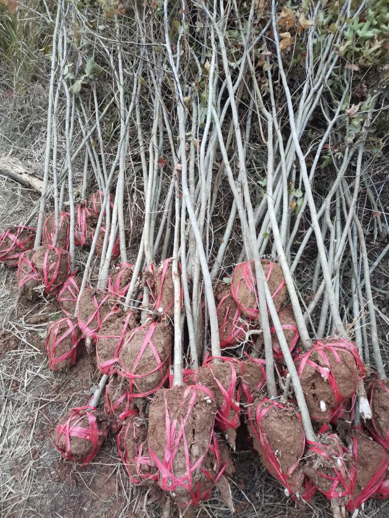 大量供应一年枫香小苗，1公分枫香，2公分枫香，3-15公
