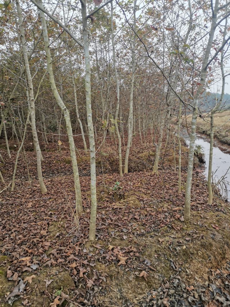 大量供应一年枫香小苗，1公分枫香，2公分枫香，3-15公