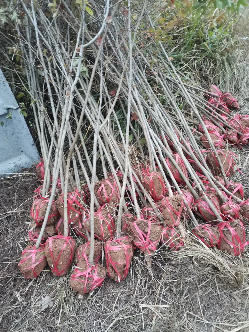 大量供应一年枫香小苗，1公分枫香，2公分枫香，3-15公