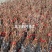 阳光玫瑰葡萄苗5bb金华葡萄苗5BB阳光玫瑰