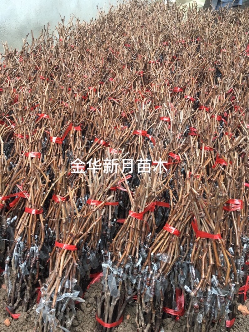 阳光玫瑰葡萄苗5bb金华葡萄苗5BB阳光玫瑰