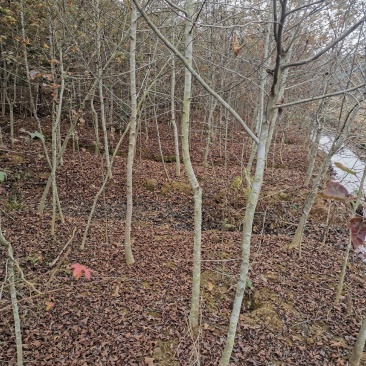 大量供应一年枫香小苗，1公分枫香，2公分枫香，3-15公
