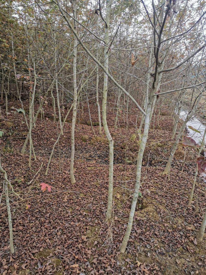 大量供应一年枫香小苗，1公分枫香，2公分枫香，3-15公