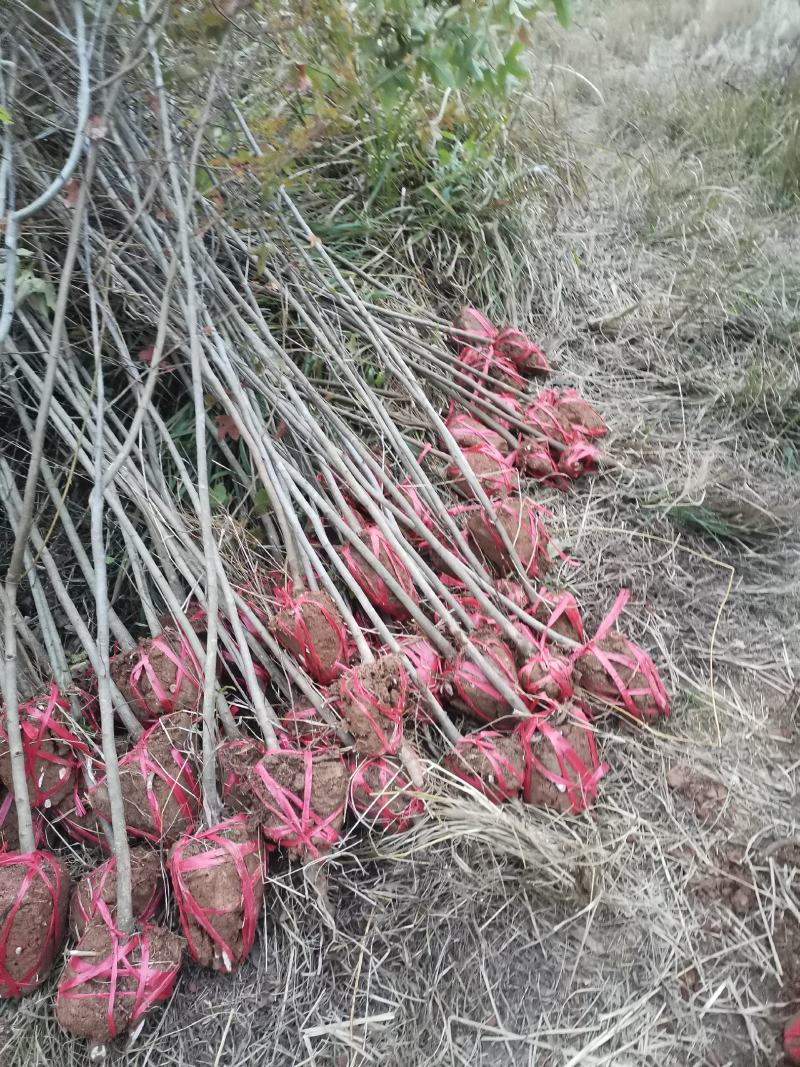 大量供应一年枫香小苗，1公分枫香，2公分枫香，3-15公