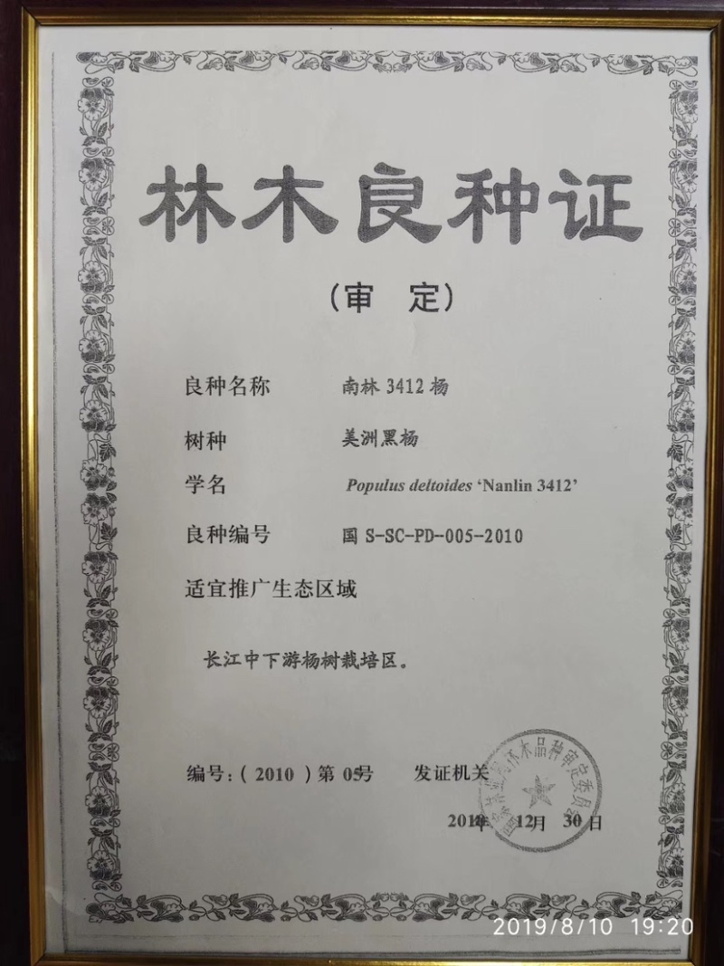 无絮杨，南林3412及鲁林9号，种条100万株