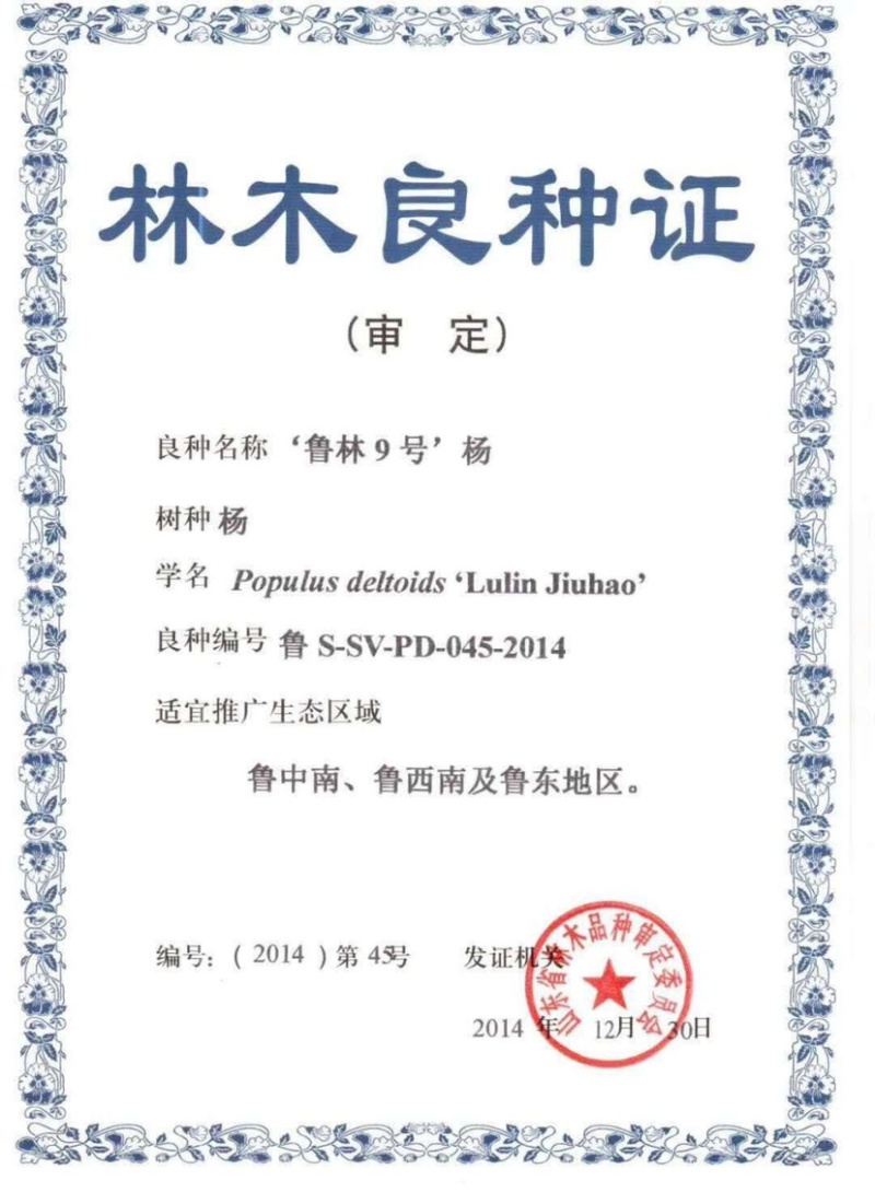 无絮杨，南林3412及鲁林9号，种条100万株