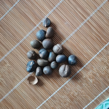优质，精品小茶籽，油质好