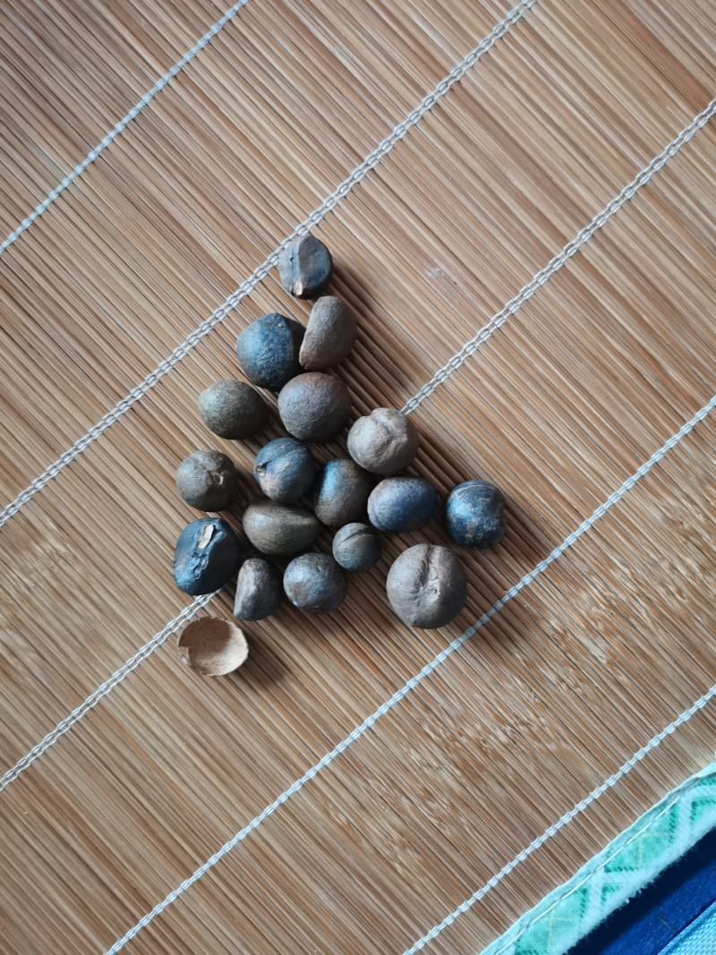 优质，精品小茶籽，油质好
