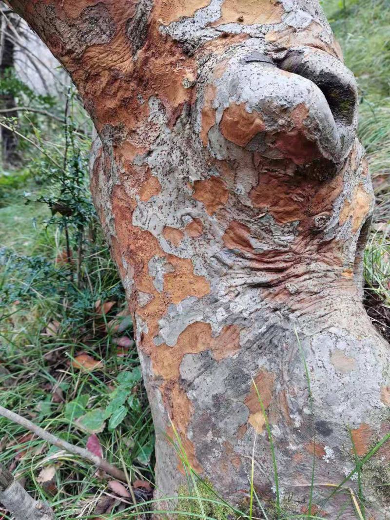 大量供应【老榆树桩】