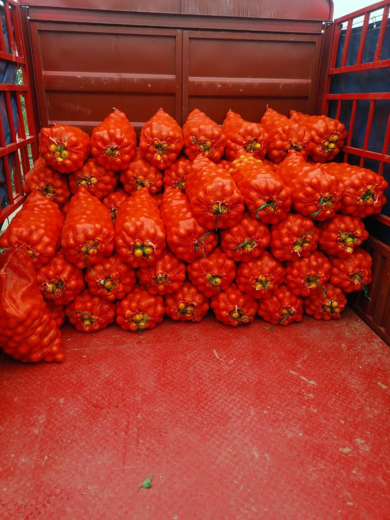 湖南麻阳冰糖橙，老李诚实代办，有需要的请联系我