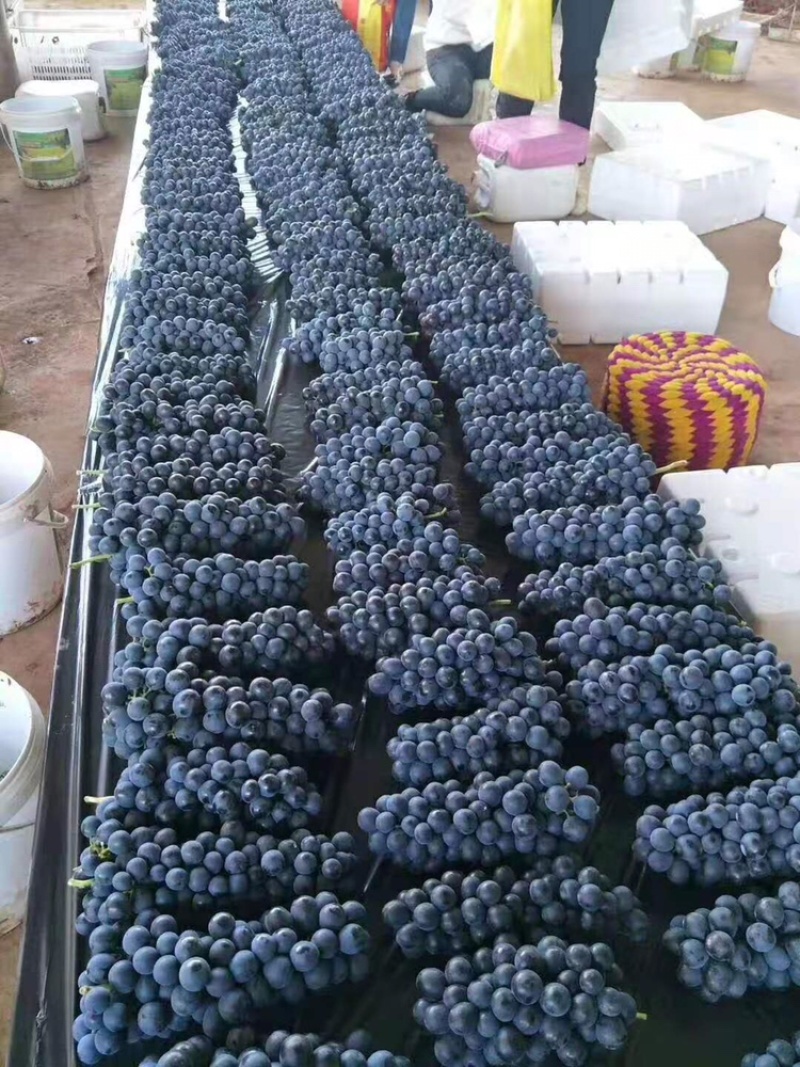 夏黑葡萄苗优质葡萄种苗金华葡萄苗基地