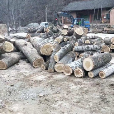 精品杨树原木，产地直供货源，规格按客户要求