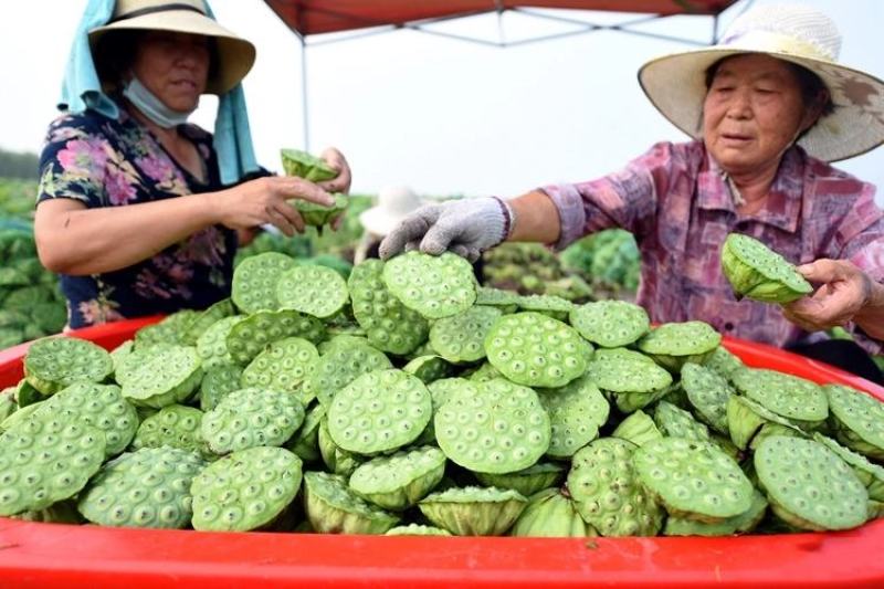 大型荷花种子池塘水养荷花四季莲藕种子室外莲花种子观赏荷花