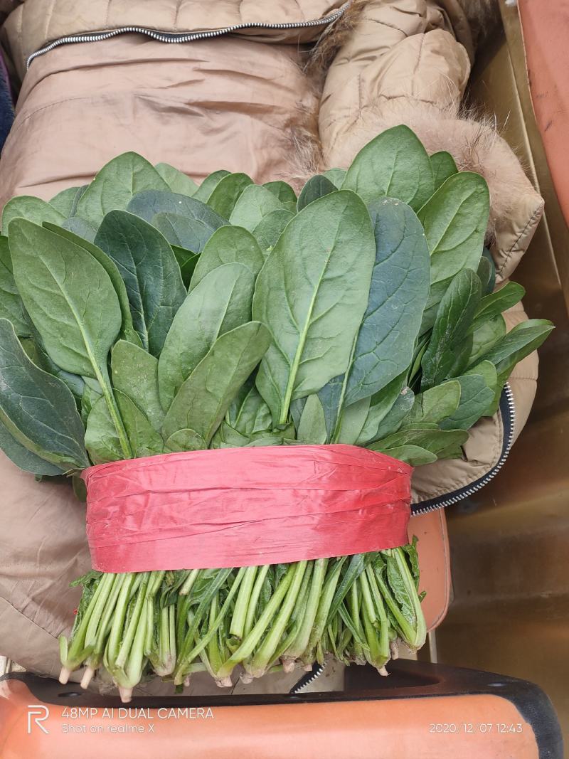 精品万亩菠菜品种齐全各种包装代发全国