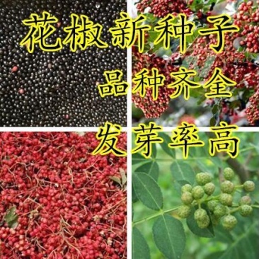 花椒种子山椒红椒麻椒大红袍花椒种子川花椒树刺篱笆