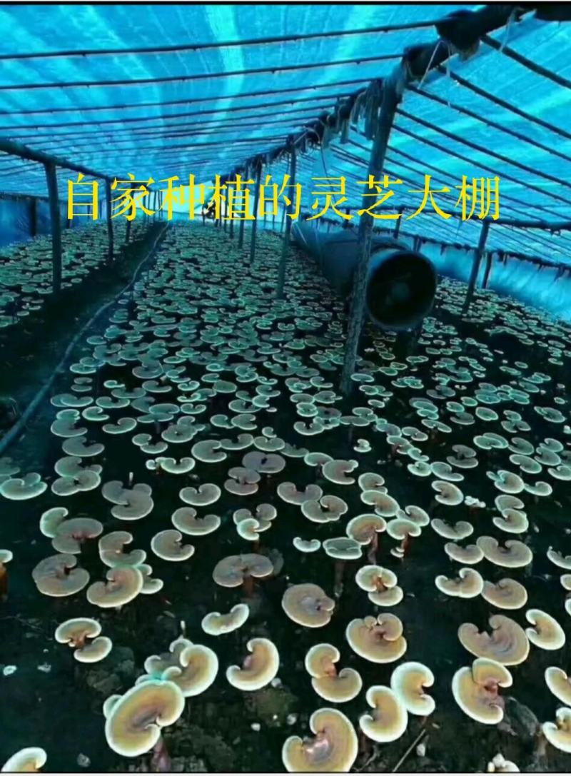 长白山头道灵芝孢子粉[品质为先以量取胜]欢迎选购