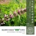 益母草种子苗阳台四季盆栽蔬菜种籽孑野菜春秋食用籽种药材