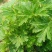 益母草种子苗阳台四季盆栽蔬菜种籽孑野菜春秋食用籽种药材