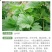 益母草种子苗阳台四季盆栽蔬菜种籽孑野菜春秋食用籽种药材