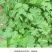 益母草种子苗阳台四季盆栽蔬菜种籽孑野菜春秋食用籽种药材