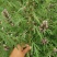 益母草种子苗阳台四季盆栽蔬菜种籽孑野菜春秋食用籽种药材