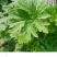 益母草种子苗阳台四季盆栽蔬菜种籽孑野菜春秋食用籽种药材