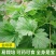 益母草种子苗阳台四季盆栽蔬菜种籽孑野菜春秋食用籽种药材