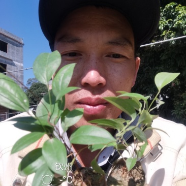 正宗两广白肉粉质土茯苓种苗有想法就先人一步成功！加油！