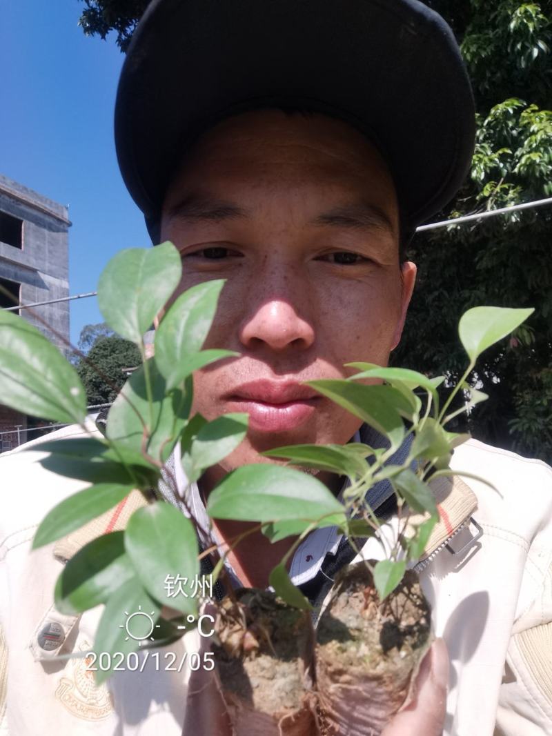 正宗两广白肉粉质土茯苓种苗有想法就先人一步成功！加油！