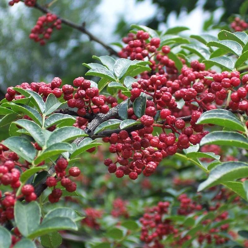 花椒种子山椒红椒麻椒大红袍花椒种子川花椒树刺篱笆