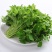 益母草种子苗阳台四季盆栽蔬菜种籽孑野菜春秋食用籽种药材